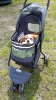 The best little traveler we ever knew- who loved camping in our Avion as much as we do!